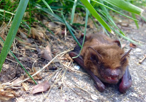 The Importance Of Professional Wildlife Control Services For Timber Frame Houses In Rocklin, CA